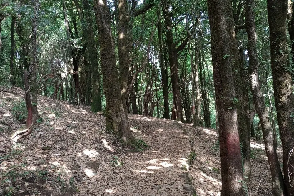 Trekking trail towards Pandavkholi from Kukuchina village roundabout